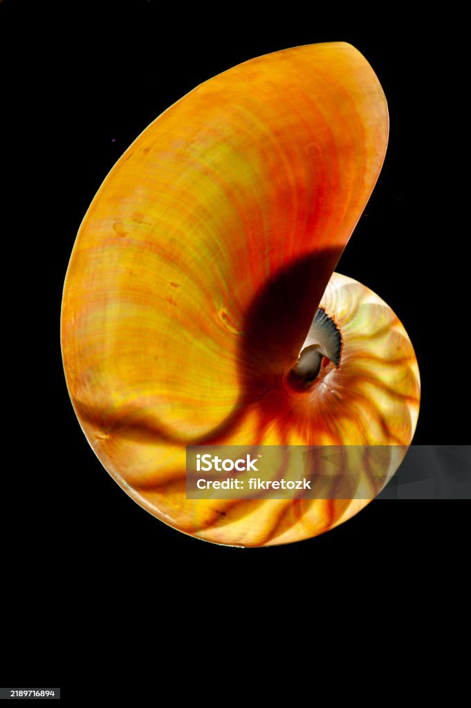 Top Shell Section Nautilus Shell Cross Section Stock Photo - Download Image Now ...