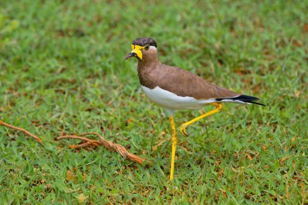 istock Yellow-wattled lapwing, Vanellus malabaricus, Sri Lanka 2189719087