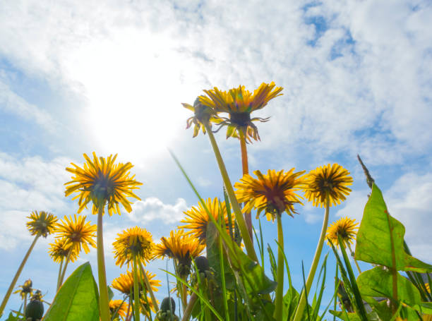 istock Dandelions stretch towards the sun 2189719295