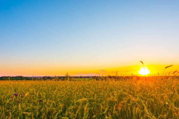 istock Wheat field and sun at sunset 2189719738