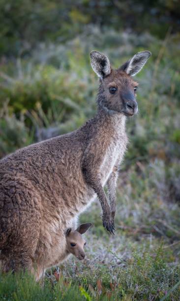 istock Kangaroo with Joey in Natural Habitat 2189723178