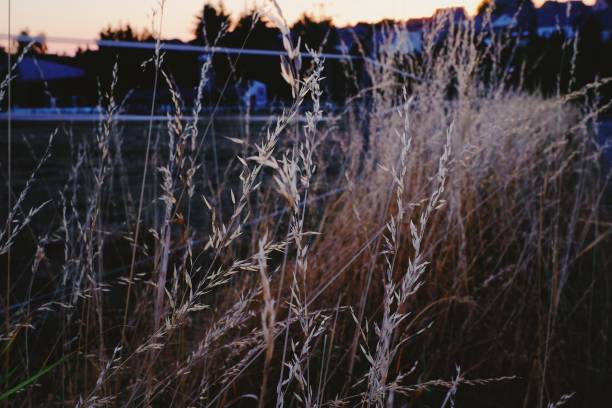 istock Golden hour serenity: A close-up of dried wild grasses 2189723318