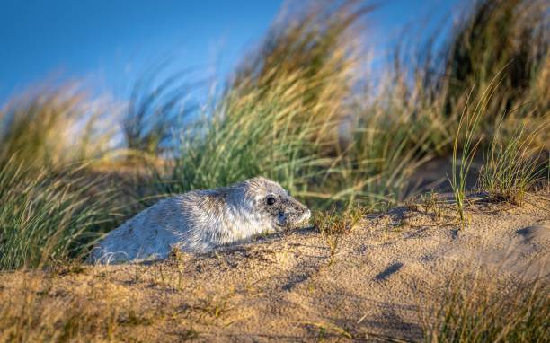 A young seal pup rests on sandy dunes with tall grasses, under a clear blue sky, showcasing natural wildlife in its habitat.