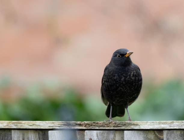 istock Blackbird perched on a wooden fence. 2189724373