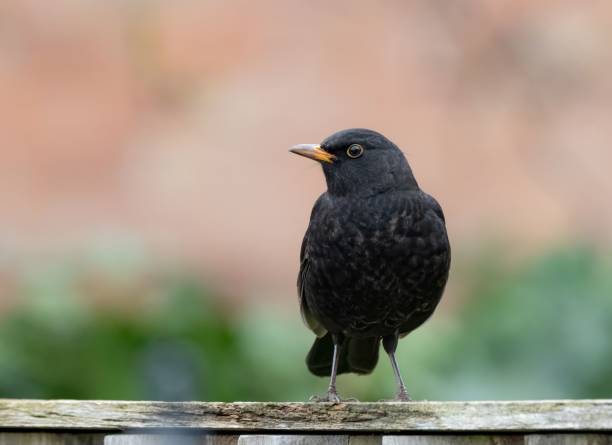 istock Blackbird on a Wooden Fence 2189724390