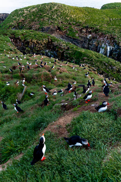 istock Atlantic puffins on a grassy cliff in Iceland with a rocky background 2189726044
