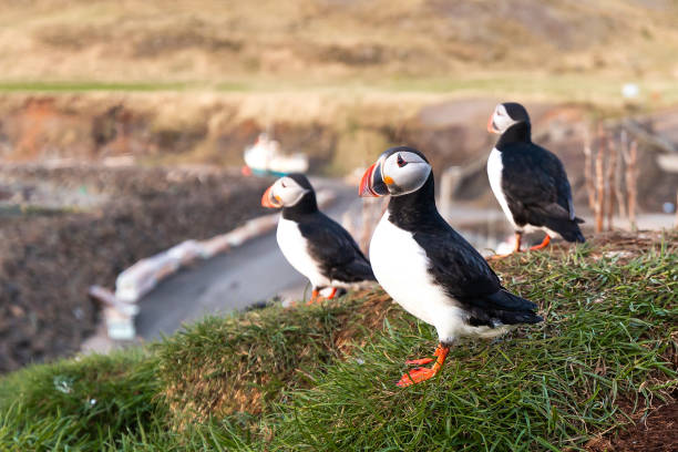istock Three Atlantic puffins perched on a grassy cliff overlooking a harbor in Iceland 2189726177