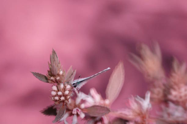 A beautiful little butterfly on a fabulous background.