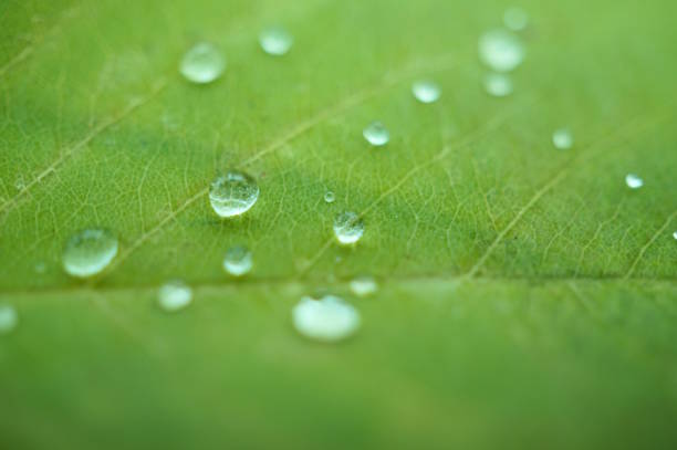 A small drop of dew on a green leaf. Natural background.