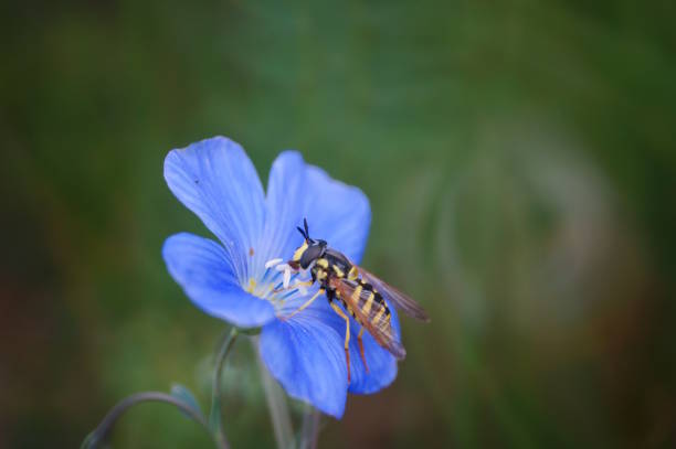 istock The bee collects nectar from the flowering flax. 2189729765