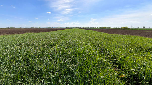 istock wheat and barley filed in bright spring day in Vojvodina 2189730786