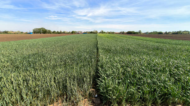 istock wheat and barley filed in bright spring day in Vojvodina 2189730996