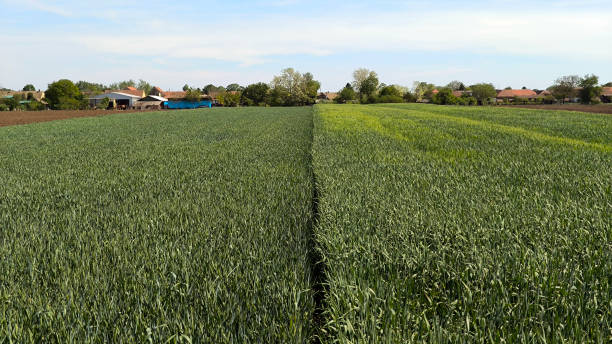 istock wheat and barley filed in bright spring day in Vojvodina 2189730997