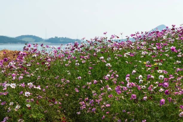 istock cosmos flowers at the seaside 2189732571