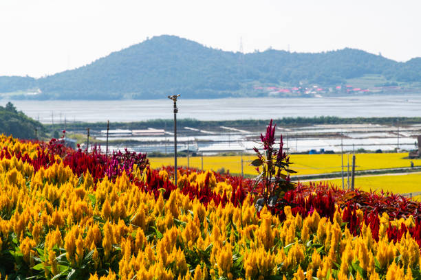 istock cockscomb flowers at the seaside 2189732792
