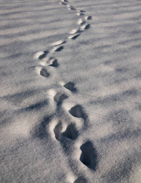 istock Animal tracks in the snow 2189735541
