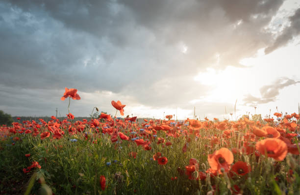 istock Poppy field against dramatic sky. 2189735709