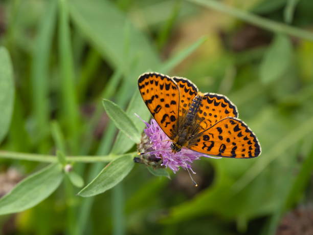 istock Spotted fritillary or red-band fritillary / Melitaea didyma 2189735990