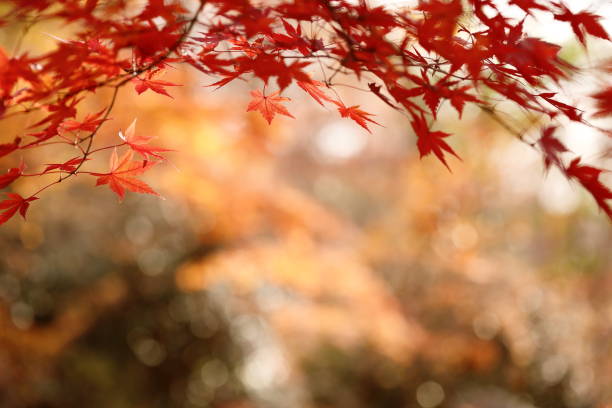 istock Autumn leaves in nara 2189737611
