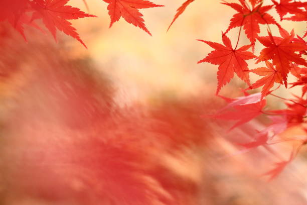 Beautifully colored autumn leaves