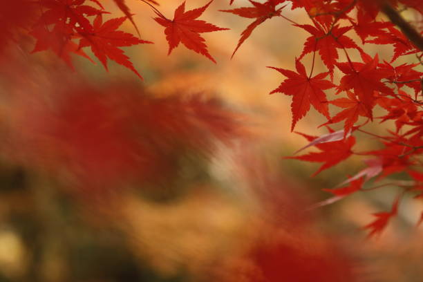 istock Autumn leaves in nara 2189737620