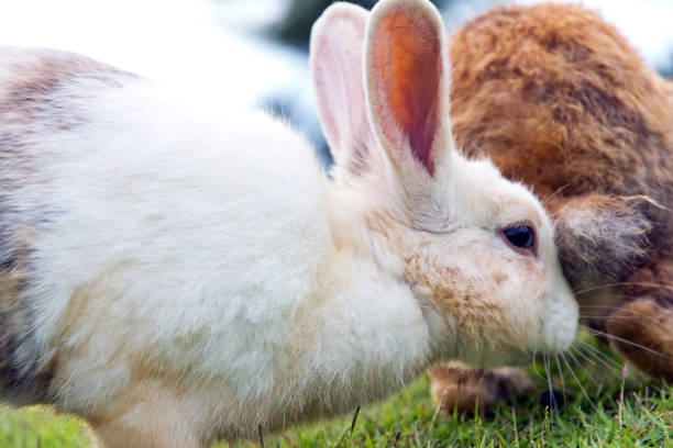 istock Close-up of cute bunny rabbit on the grass 2189737902