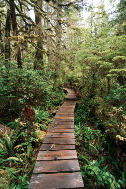 istock Rainforest Trail Ucluelet on Vancouver Island, Canada Background West Canada British Columbia 2189738590