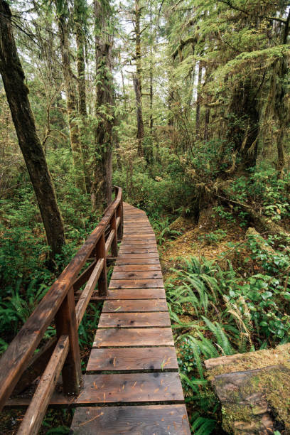 istock Rainforest Trail Ucluelet on Vancouver Island, Canada Background West Canada British Columbia 2189738638