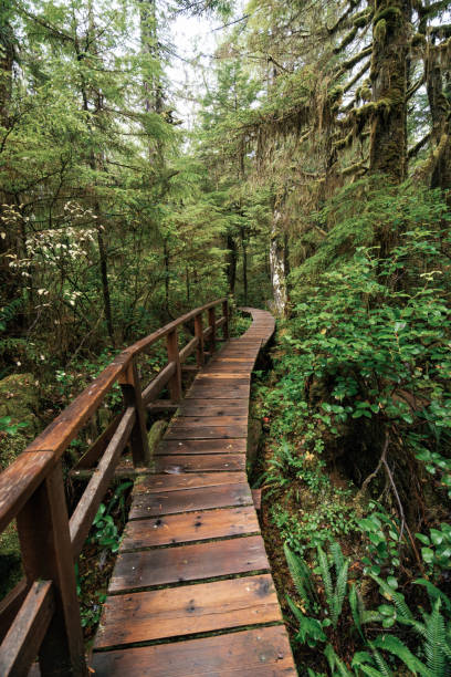 istock Rainforest Trail Ucluelet on Vancouver Island, Canada Background West Canada British Columbia 2189738639