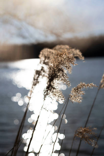 sunshine bokeh at the lake