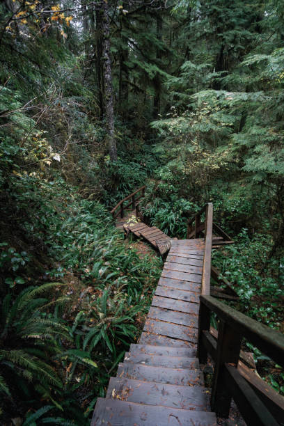 istock Rainforest Trail Ucluelet on Vancouver Island, Canada Background West Canada British Columbia 2189738699