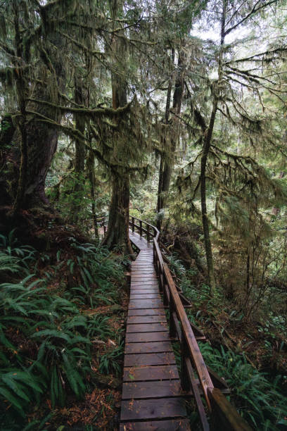istock Rainforest Trail Ucluelet on Vancouver Island, Canada Background West Canada British Columbia 2189738737