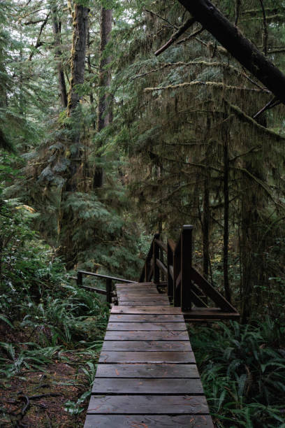 istock Rainforest Trail Ucluelet on Vancouver Island, Canada Background West Canada British Columbia 2189738797