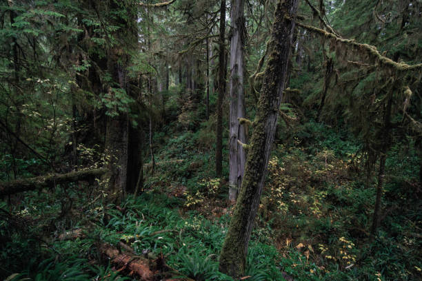 Rainforest Trail Ucluelet on Vancouver Island, Canada Background West Canada British Columbia