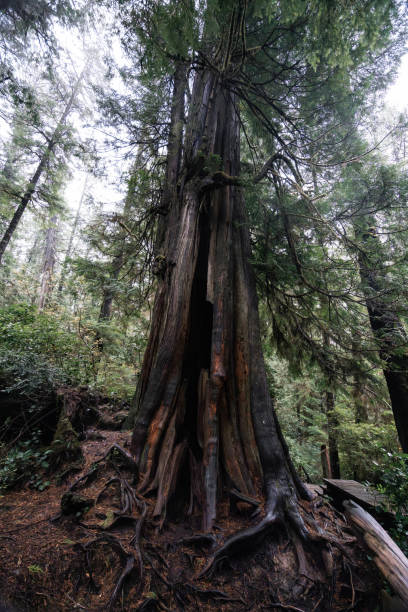 istock Rainforest Trail Ucluelet on Vancouver Island, Canada Background West Canada British Columbia 2189739989