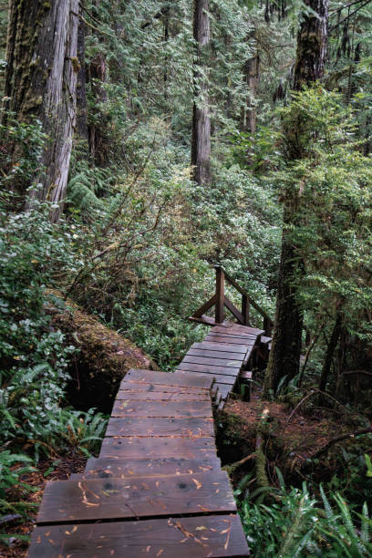 istock Rainforest Trail Ucluelet on Vancouver Island, Canada Background West Canada British Columbia 2189739990