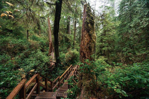 istock Rainforest Trail Ucluelet on Vancouver Island, Canada Background West Canada British Columbia 2189740283
