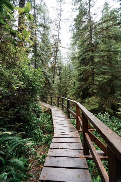 istock Rainforest Trail Ucluelet on Vancouver Island, Canada Background West Canada British Columbia 2189740369