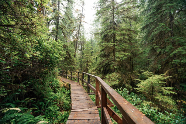 istock Rainforest Trail Ucluelet on Vancouver Island, Canada Background West Canada British Columbia 2189740372