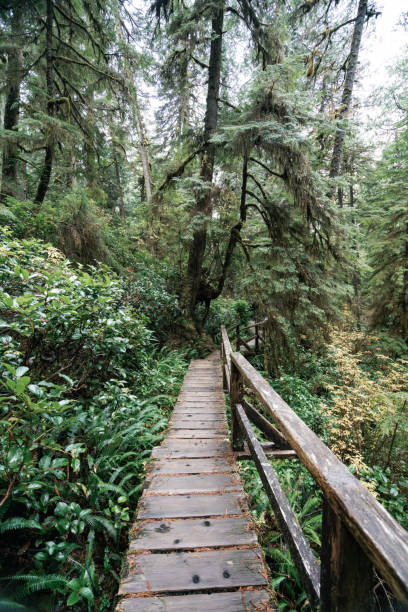 istock Rainforest Trail Ucluelet on Vancouver Island, Canada Background West Canada British Columbia 2189740425
