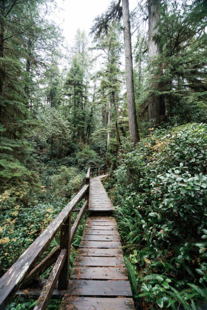 istock Rainforest Trail Ucluelet on Vancouver Island, Canada Background West Canada British Columbia 2189740427