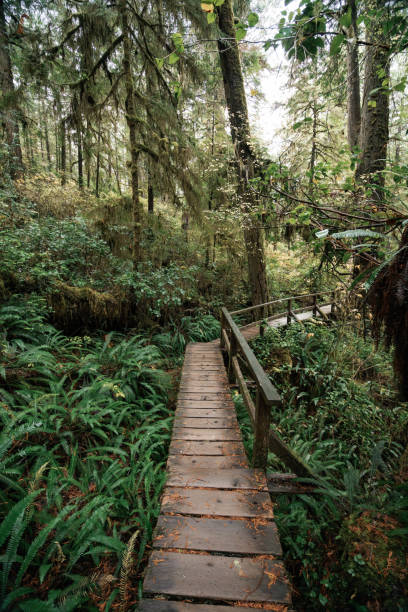 istock Rainforest Trail Ucluelet on Vancouver Island, Canada Background West Canada British Columbia 2189740449