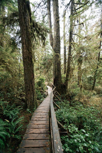 Rainforest Trail Ucluelet on Vancouver Island, Canada Background West Canada British Columbia