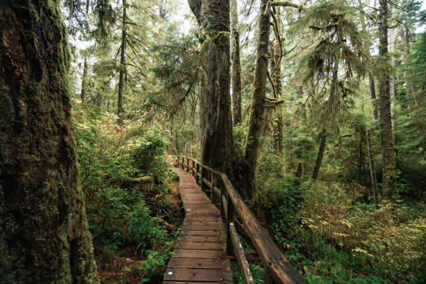 istock Rainforest Trail Ucluelet on Vancouver Island, Canada Background West Canada British Columbia 2189740495