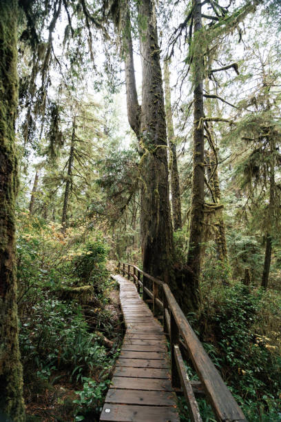 istock Rainforest Trail Ucluelet on Vancouver Island, Canada Background West Canada British Columbia 2189740496