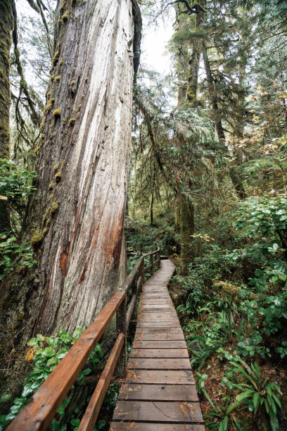 Rainforest Trail Ucluelet on Vancouver Island, Canada Background West Canada British Columbia