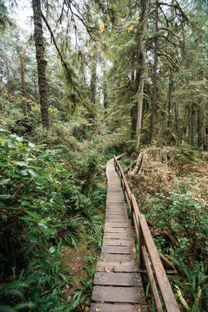 istock Rainforest Trail Ucluelet on Vancouver Island, Canada Background West Canada British Columbia 2189740548