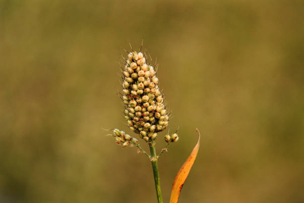 Sorghum bicolor, commonly called sorghum and also known as great millet, durra, jowar, jowar, milo. its golden grains. agricultural, farming, and sustainability themes, showcasing a vital cereal crop