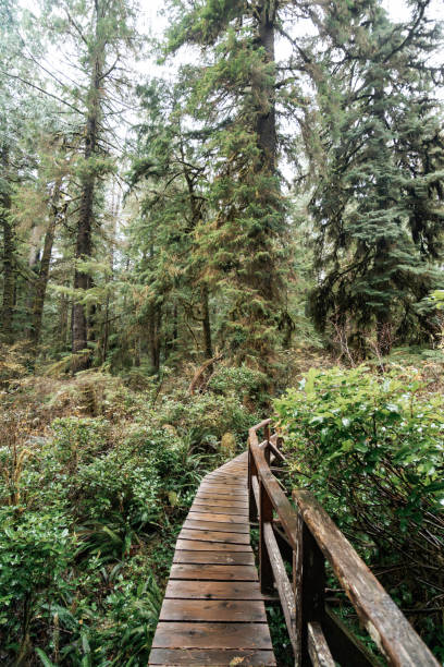istock Rainforest Trail Ucluelet on Vancouver Island, Canada Background West Canada British Columbia 2189740735