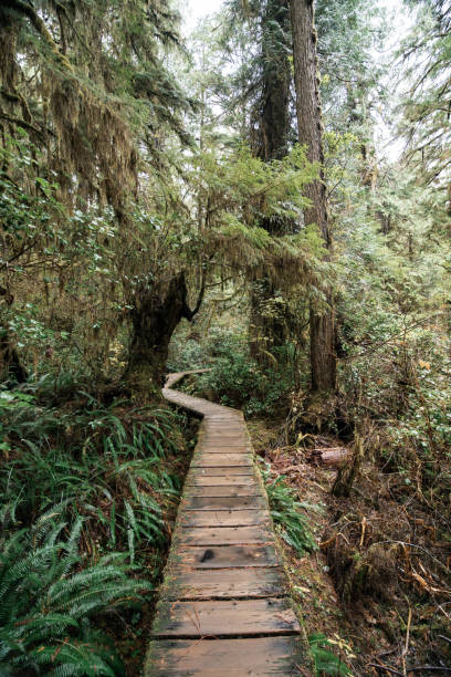 istock Rainforest Trail Ucluelet on Vancouver Island, Canada Background West Canada British Columbia 2189740792